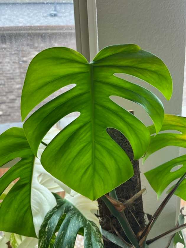 Monstera Plant